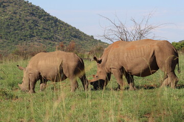 Obraz premium Photos taken in Pilanesberg national park, South Africa