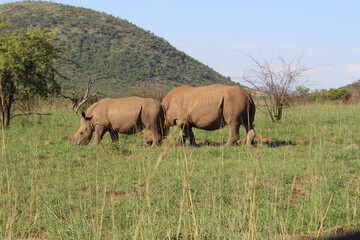 Fototapeta na wymiar Photos taken in Pilanesberg national park, South Africa