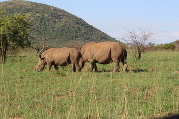 Fototapeta premium Photos taken in Pilanesberg national park, South Africa
