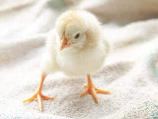 Yellow newborn chick 