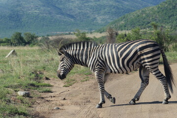  Photos taken in Pilanesberg national park, South Africa