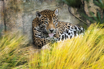 Jaguar Licking Paw