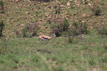  Photos taken in Pilanesberg national park, South Africa