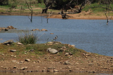 Photos taken in Pilanesberg national park, South Africa.