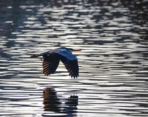 Graureiher (Ardea cinerea) über dem Wasser