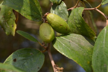 Jujube locally known as Boroi grow on the tree