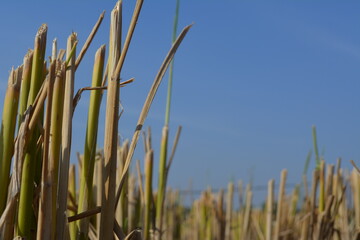 Rice field after cutting paddy