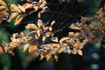 autumn leaves in the forest