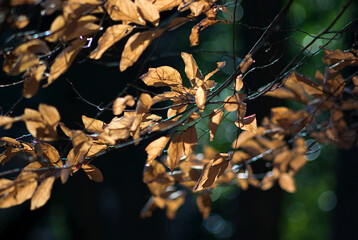 golden autumn leaves