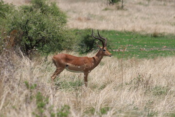 Photos taken in Pilanesberg national park, South Africa.