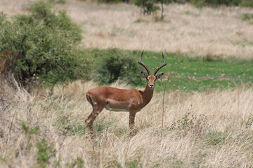 Photos taken in Pilanesberg national park, South Africa.