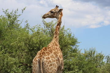 Photos taken in Pilanesberg national park, South Africa.