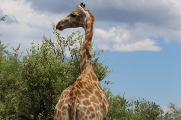 Photos taken in Pilanesberg national park, South Africa.