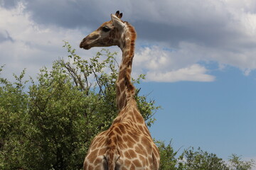 Photos taken in Pilanesberg national park, South Africa.