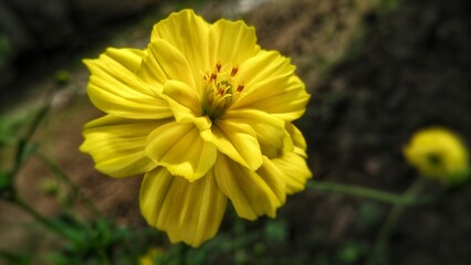 yellow flower