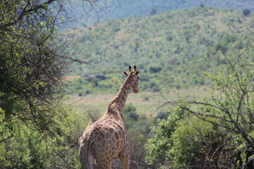 Photos taken in Pilanesberg national park, South Africa