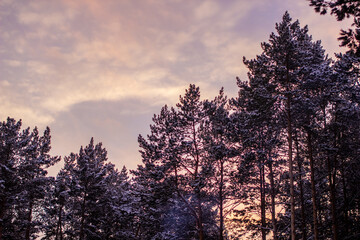 Beautiful pink sunset in the sky over the forest in winter.