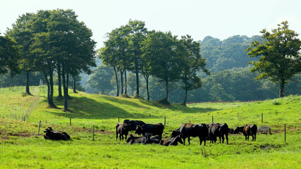宝栄牧場の牛の群れ