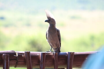 Photos taken in Pilanesberg national park, South Africa
