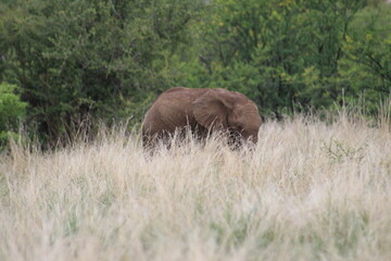 Photos taken in Pilanesberg national park, South Africa