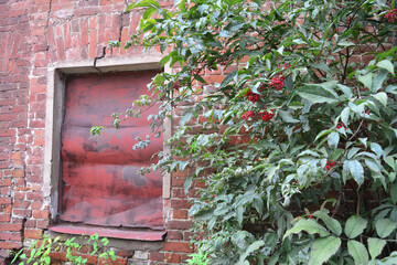 Vintage background with the texture of an old plastered damaged brick wall with a window and green vegetation.