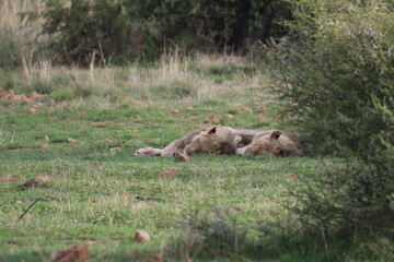 Fototapeta premium Photos taken in Pilanesberg national park, South Africa