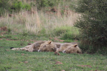 Photos taken in Pilanesberg national park, South Africa