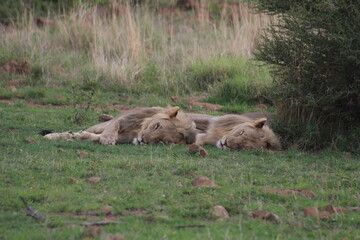 Photos taken in Pilanesberg national park, South Africa