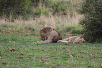 Photos taken in Pilanesberg national park, South Africa