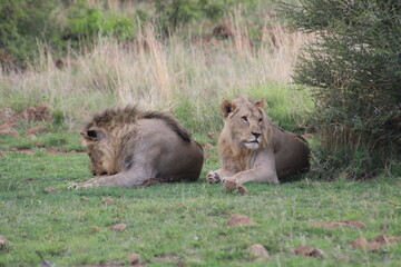 Photos taken in Pilanesberg national park, South Africa