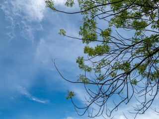 the view of the sea and the blue sky with cloud and branch of tree on the foreground
