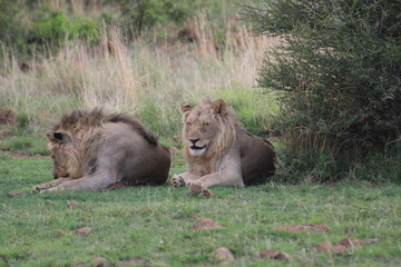 Photos taken in Pilanesberg national park, South Africa