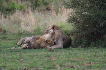 Photos taken in Pilanesberg national park, South Africa