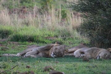 Photos taken in Pilanesberg national park, South Africa