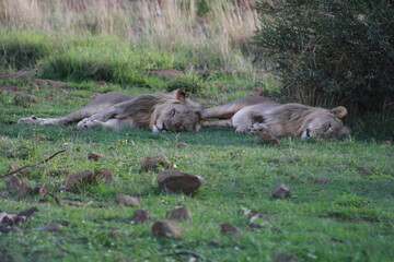 Photos taken in Pilanesberg national park, South Africa
