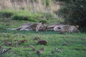 Photos taken in Pilanesberg national park, South Africa