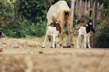 Fototapeta premium a dog and two cats