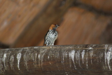 Photos taken in Pilanesberg national park, South Africa