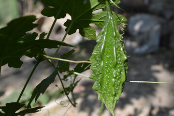 Naturally Grown Fresh Bitter Gourd