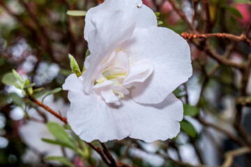 Indian Azalea (Rhododendron simsii) in greenhouse