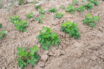 Peanuts grow from the ground with lush foliage.