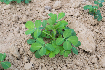 Peanuts grow from the ground with lush foliage.