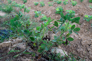 Peanuts grow from the ground with lush foliage.