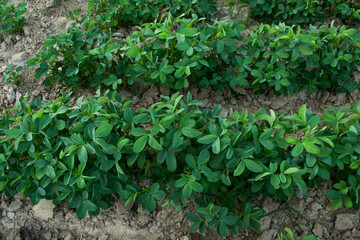 Peanuts grow from the ground with lush foliage.