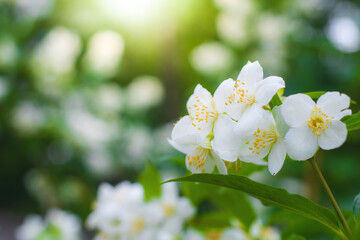 Twig with white jasmine flower in spring