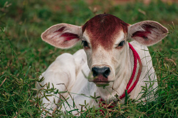 Obraz na płótnie Canvas a goat with a red collar