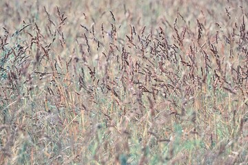 A soft toned image in selective focus of wildflowers against a blurred background of a blooming summer meadow.