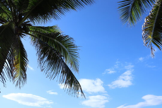 tropical coconut leaves and palm leaves trers with the background of blue sky and clounds at the beautiful beach in sunny day during summer holiday at pattay beach thailand