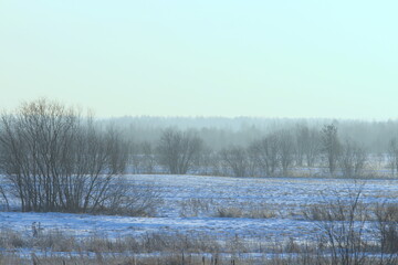 Foggy winter landscape with bushes and trees, soft daylight