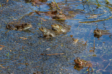 Grasfrösche (Rana temporaria)
